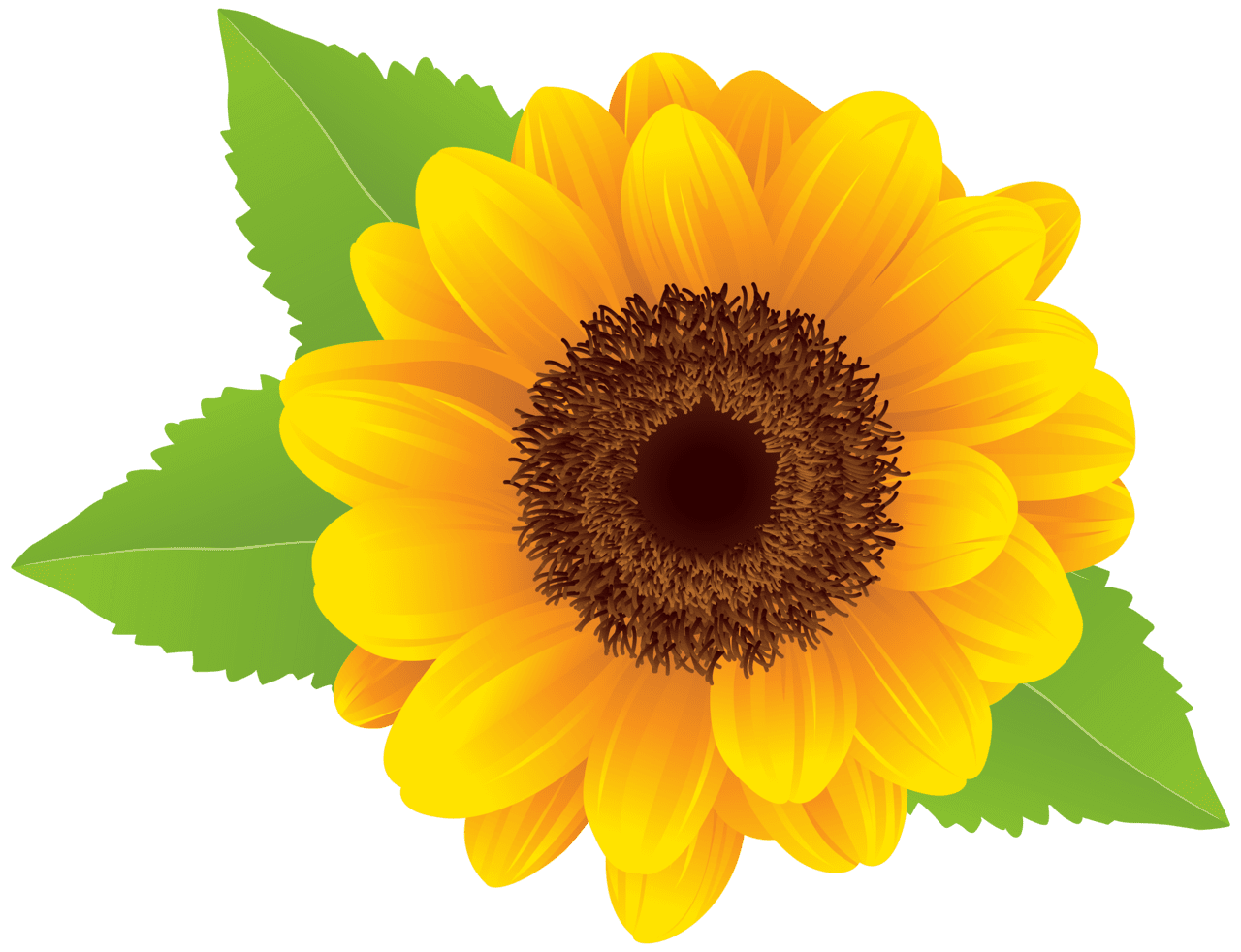 Sunflower clipart image