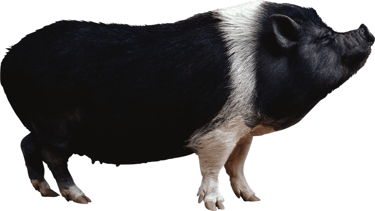 Black pig from side clipart photo