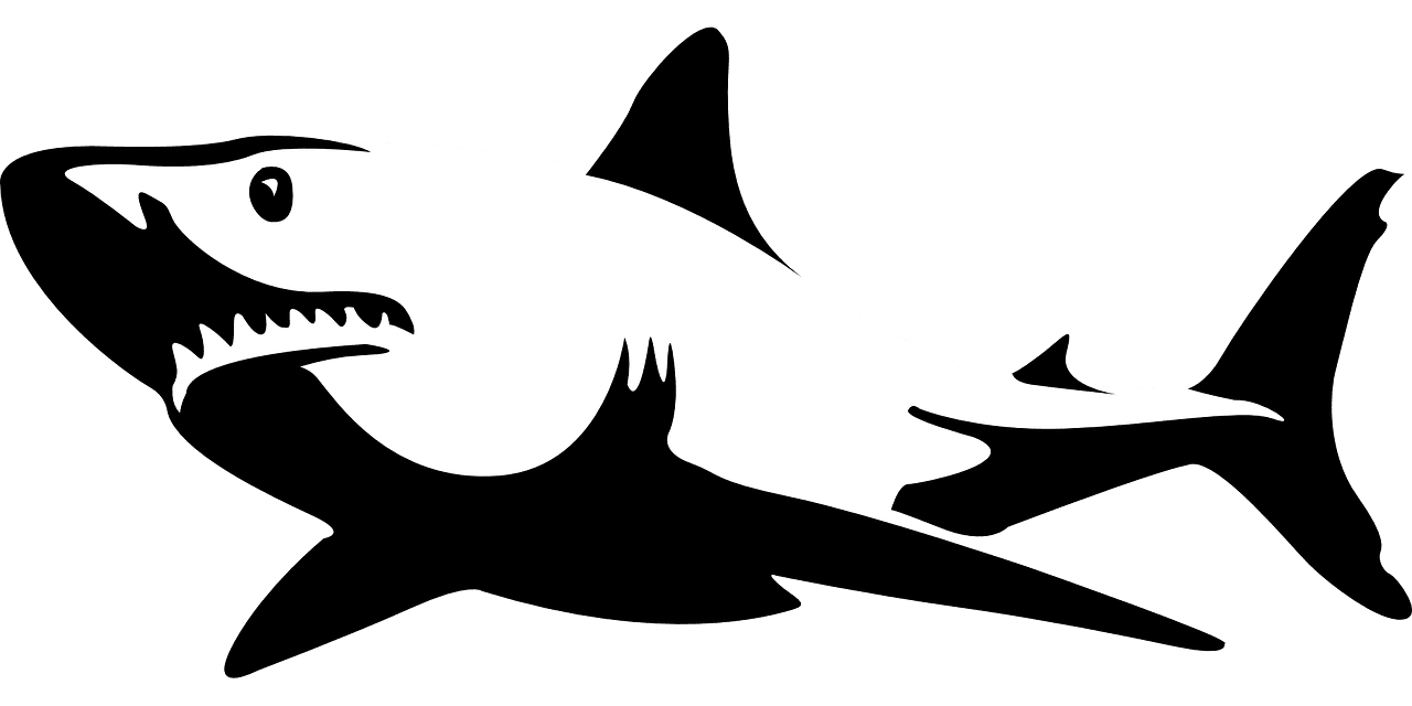 Shark jaws sea vector graphic clipart