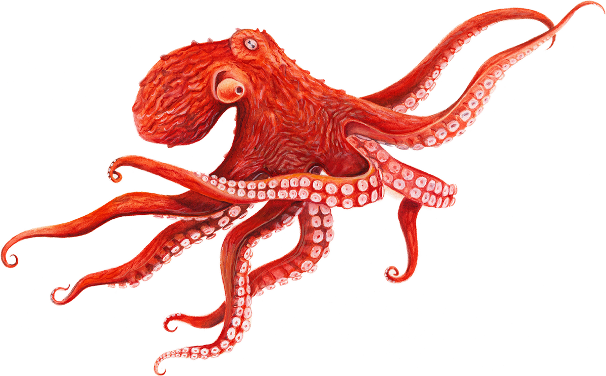 Octopus pin page clipart background