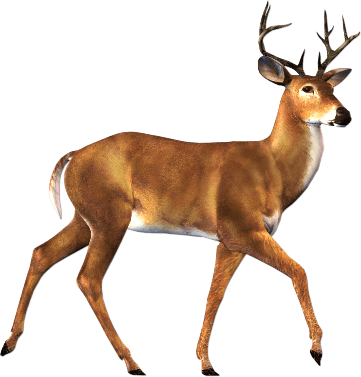 Cute deer clipart images