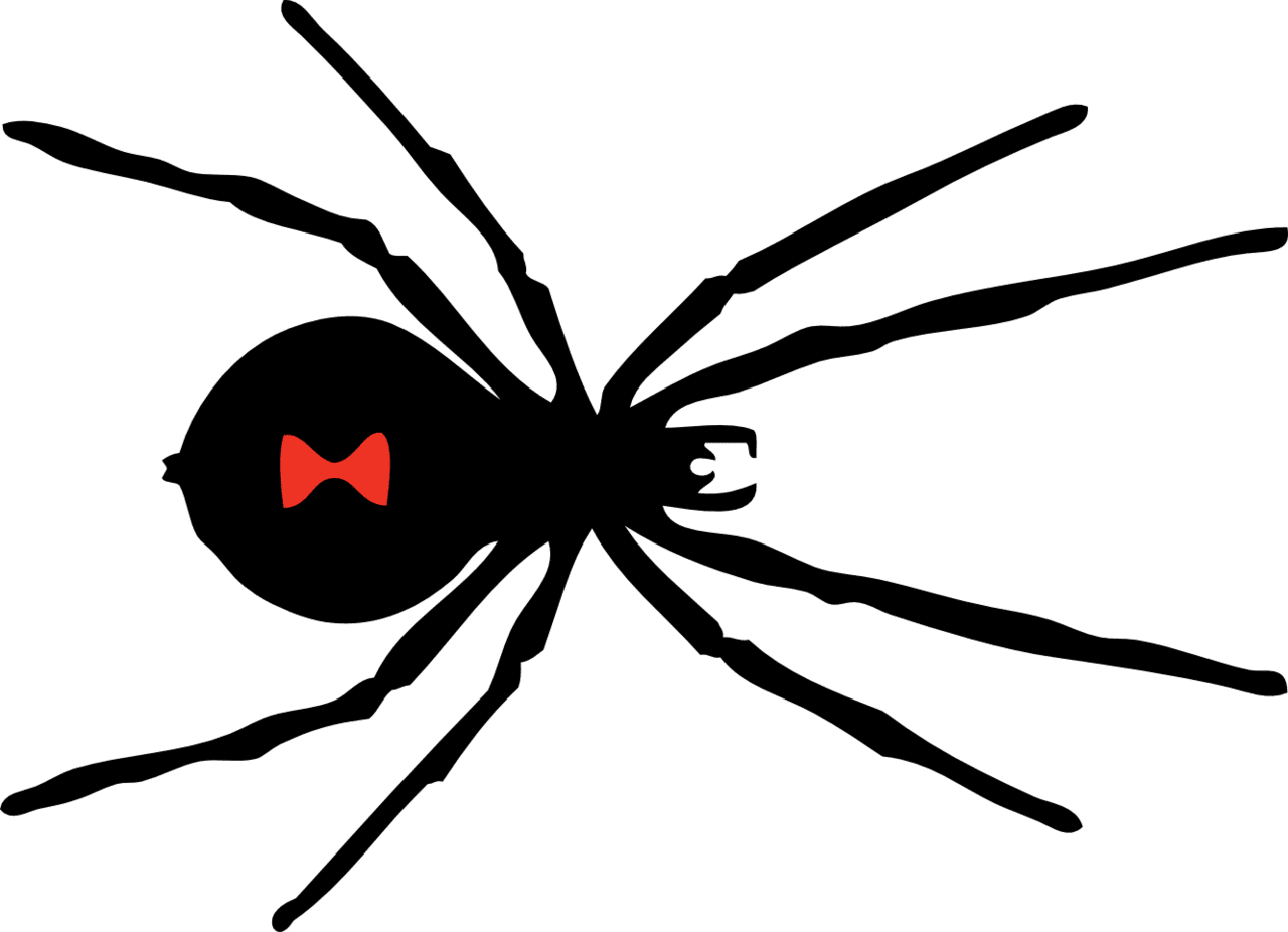 Spider clipart background