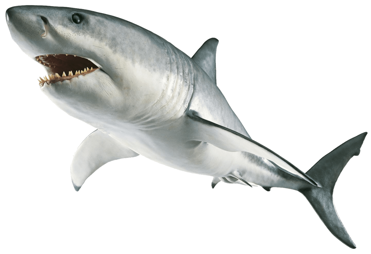 High quality shark images background clipart