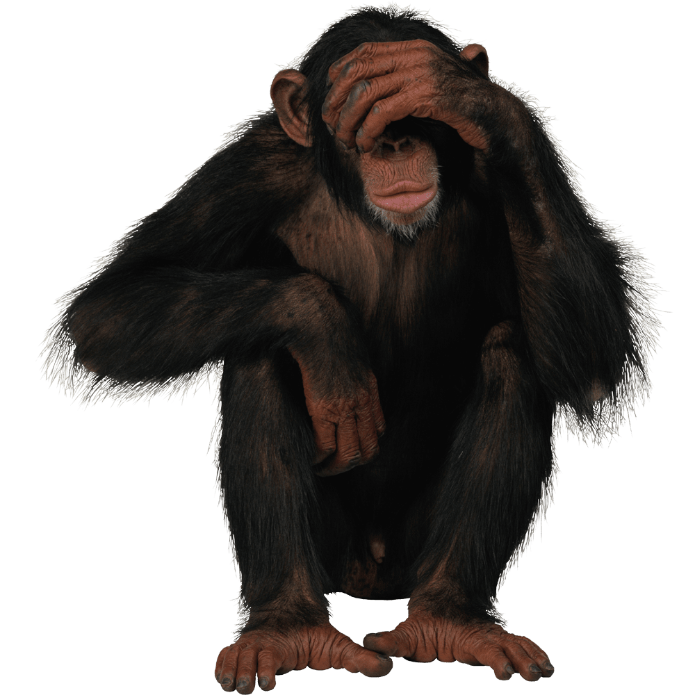 Monkey images hd photo clipart