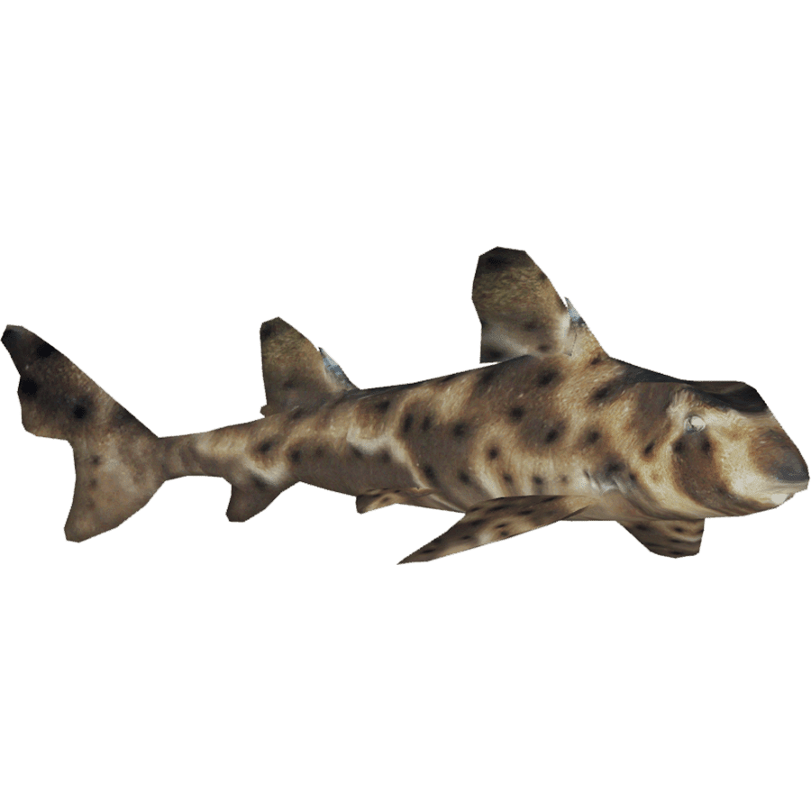 Horn shark images hd photo clipart 2