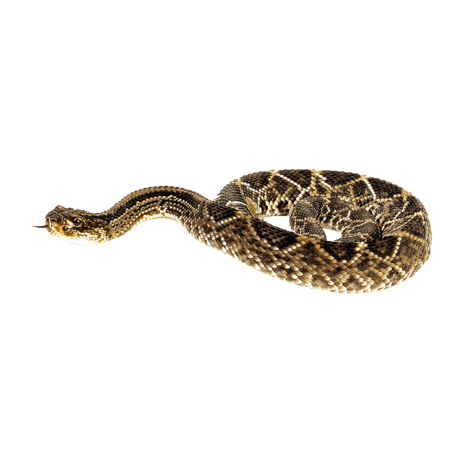 Gopher snake images hd photo clipart 3