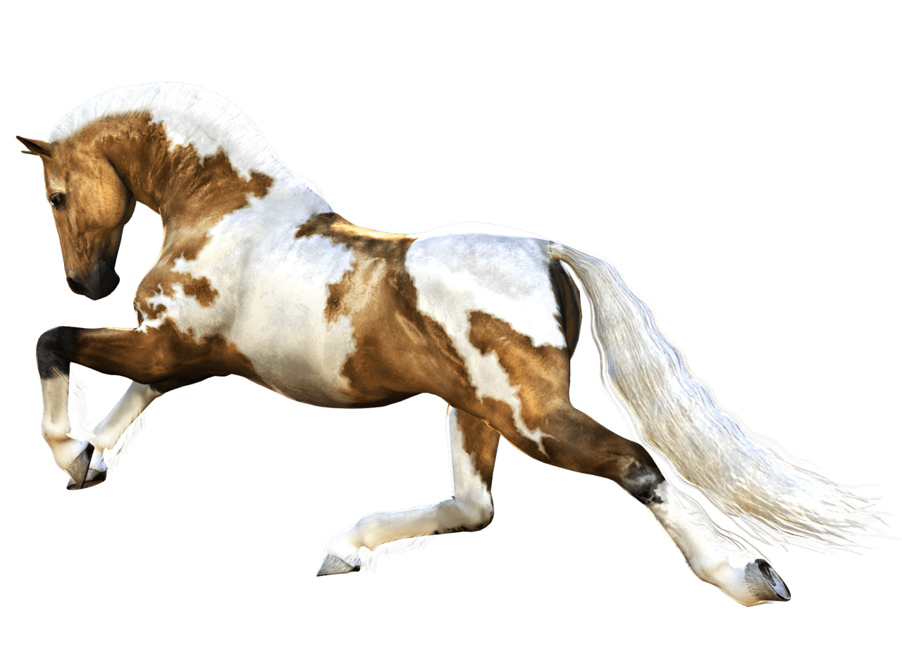 Image associ horse brown and white clipart