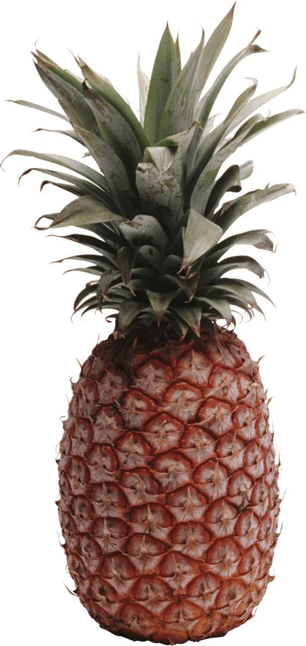 Pineapple pinapple clipart logo 2