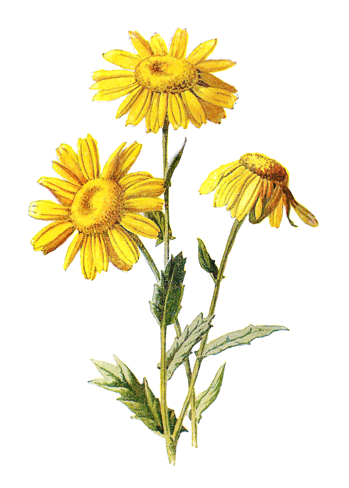 Sunflower digital flower clipart these are three digi antique botanical print prints plant art free