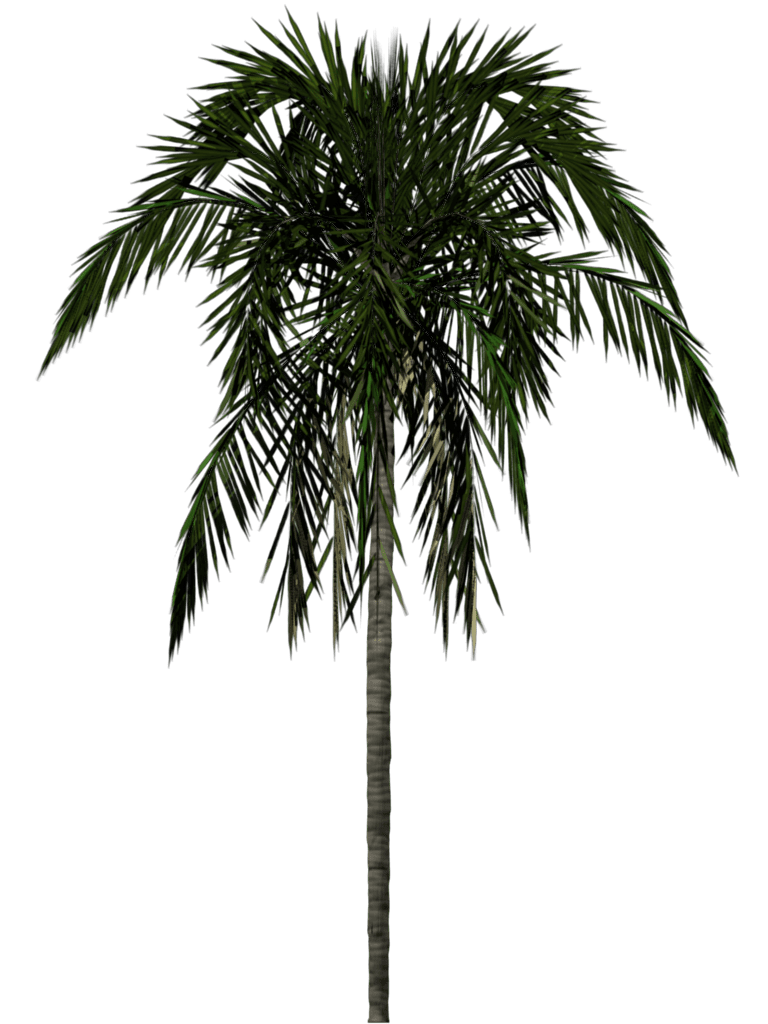 Palm tree images pictures img clipart