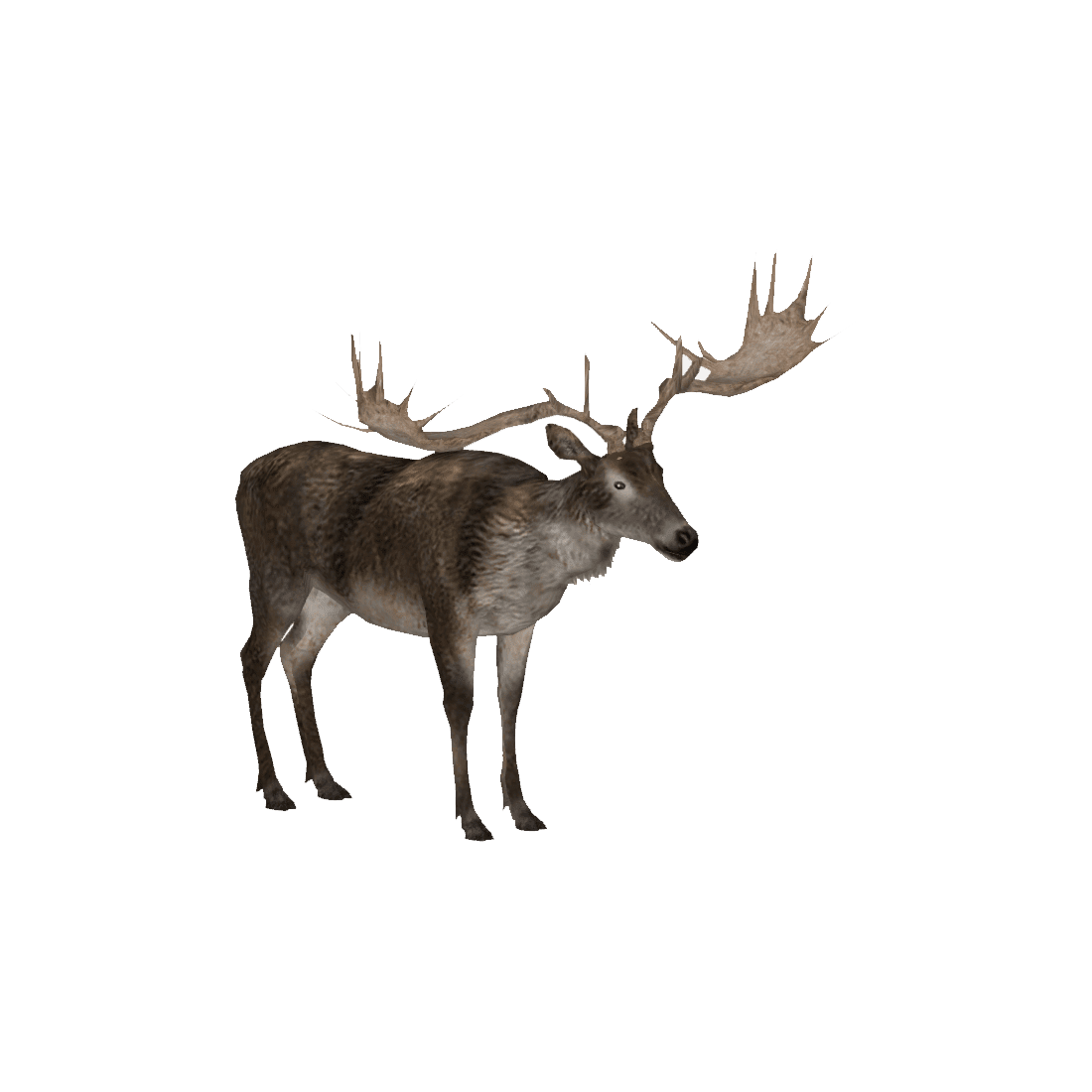 Deer elk images hd photo clipart