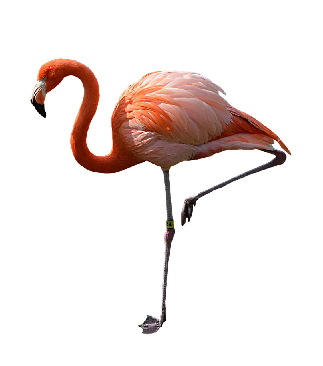 Flamingo images all clipart