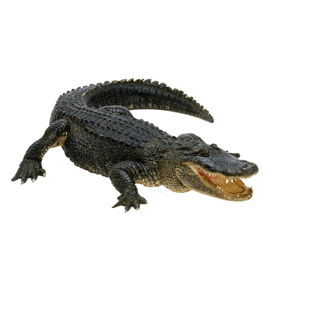 Alligator images hd photo clipart