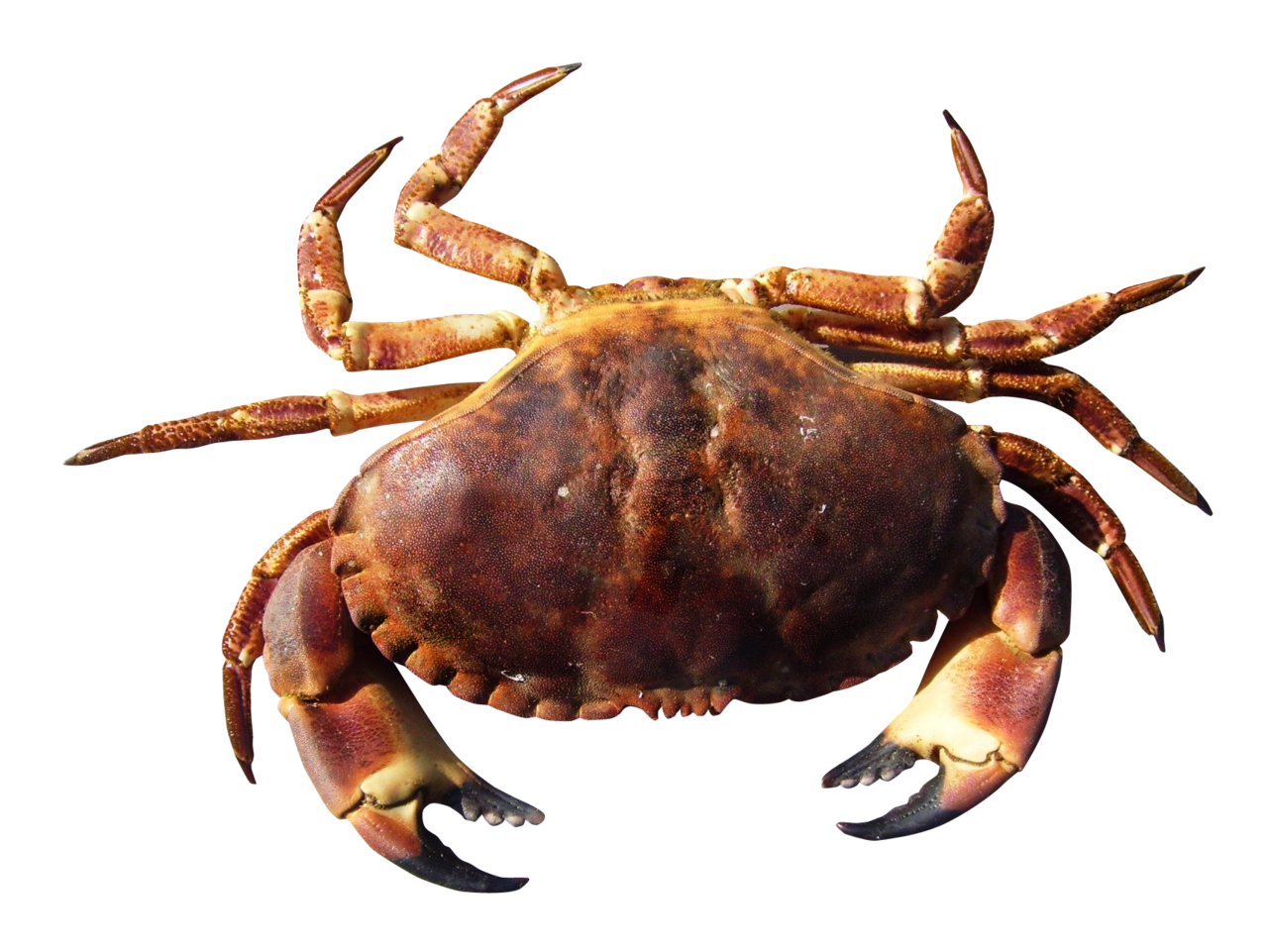 Crab clipart transparent