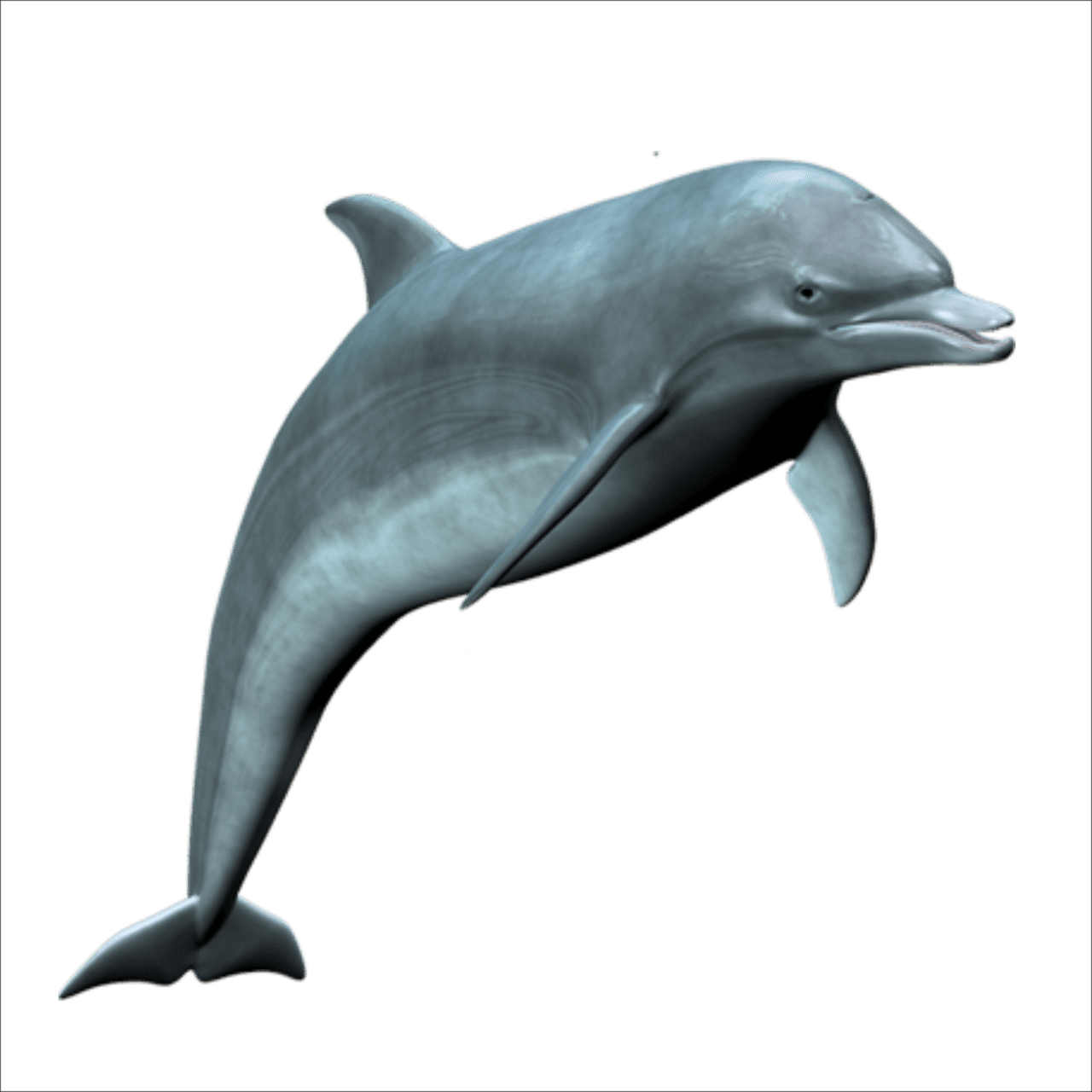 Dolphin dolph images hd photo clipart