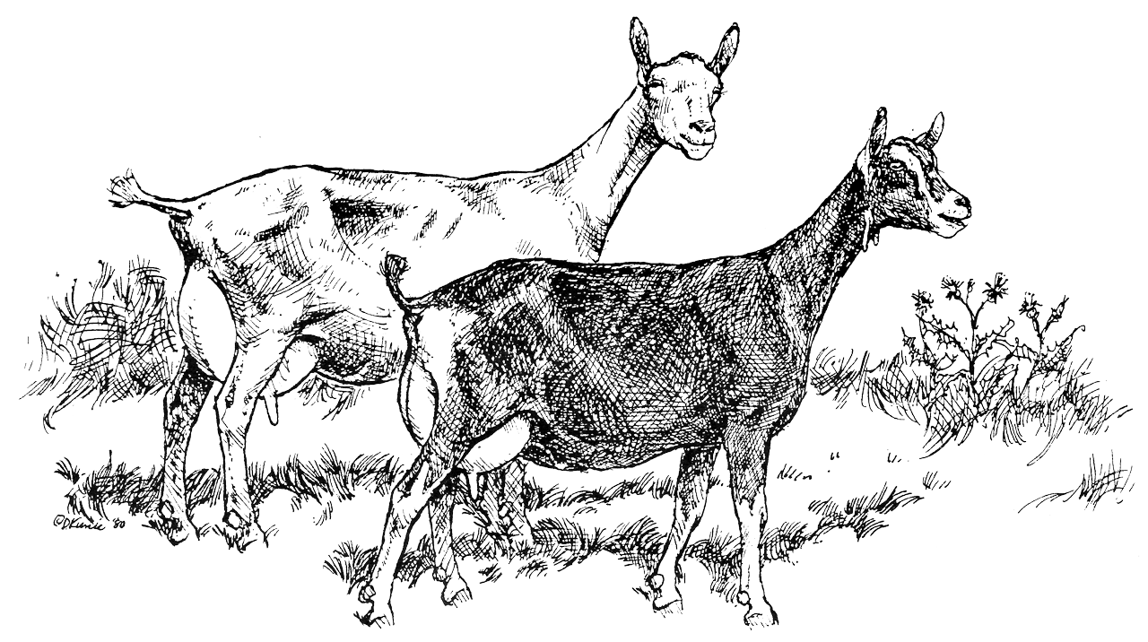 Embroidery ideas goat dairy clipart image