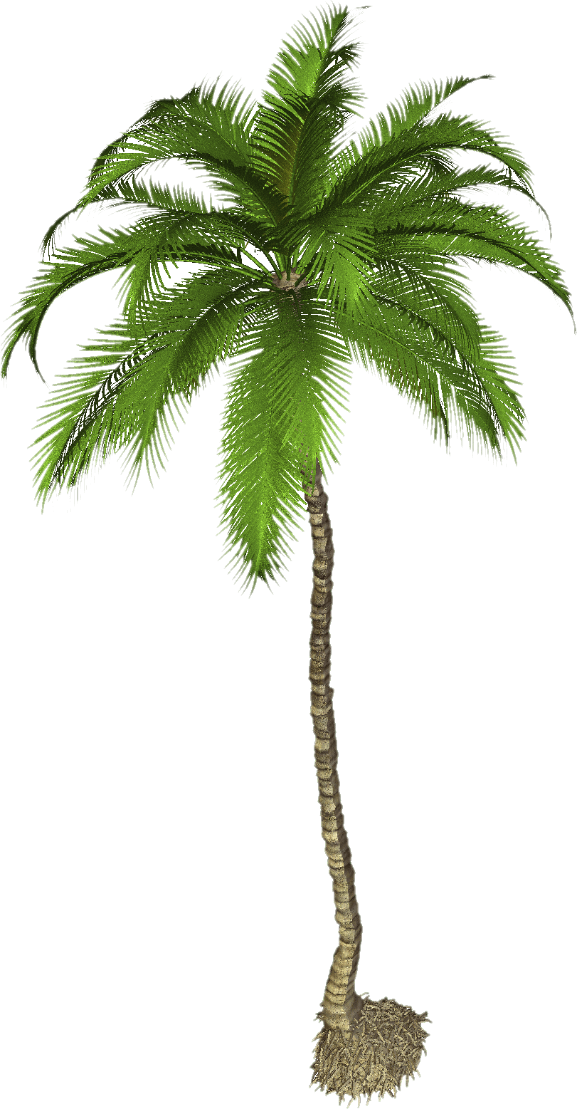 Palm tree coconut photo mart clipart