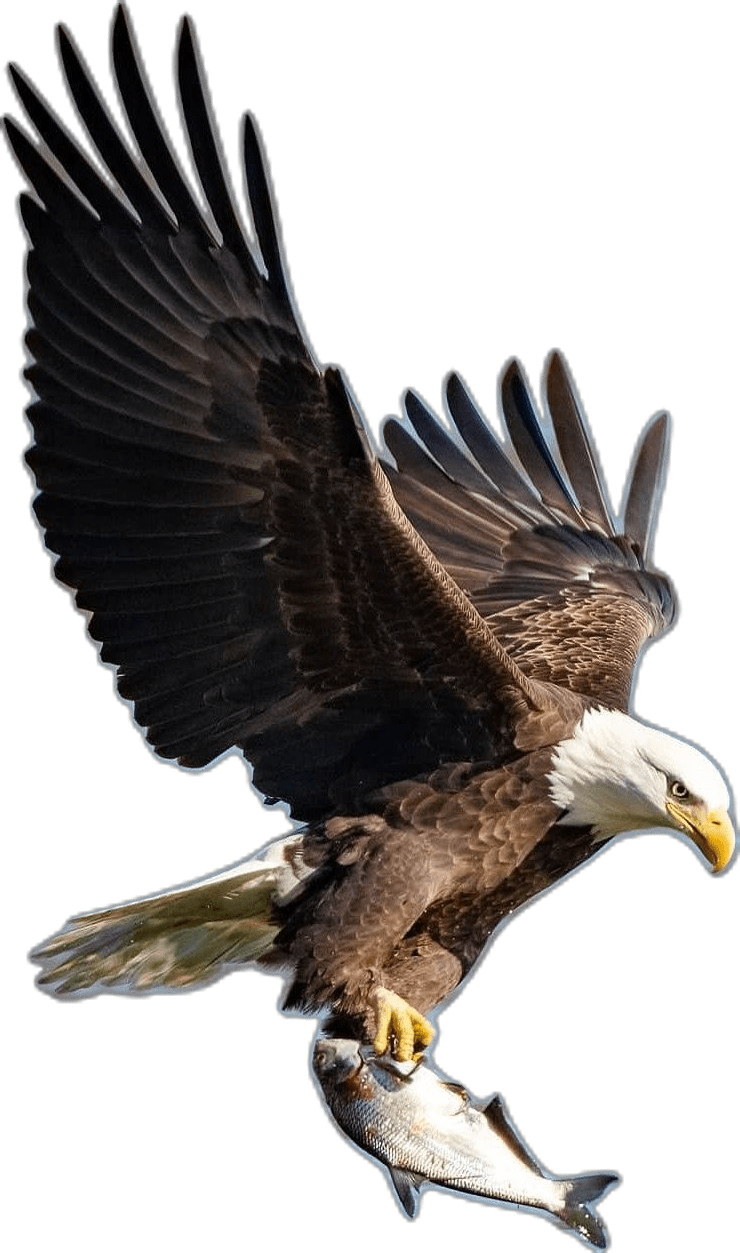 Eagle pin page clipart image 2