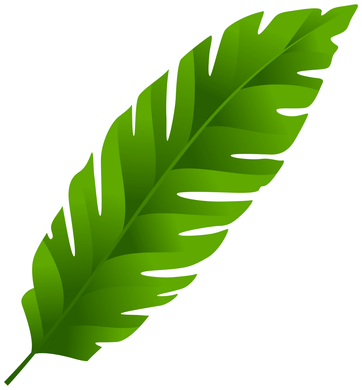 Banana leaf clipart photo