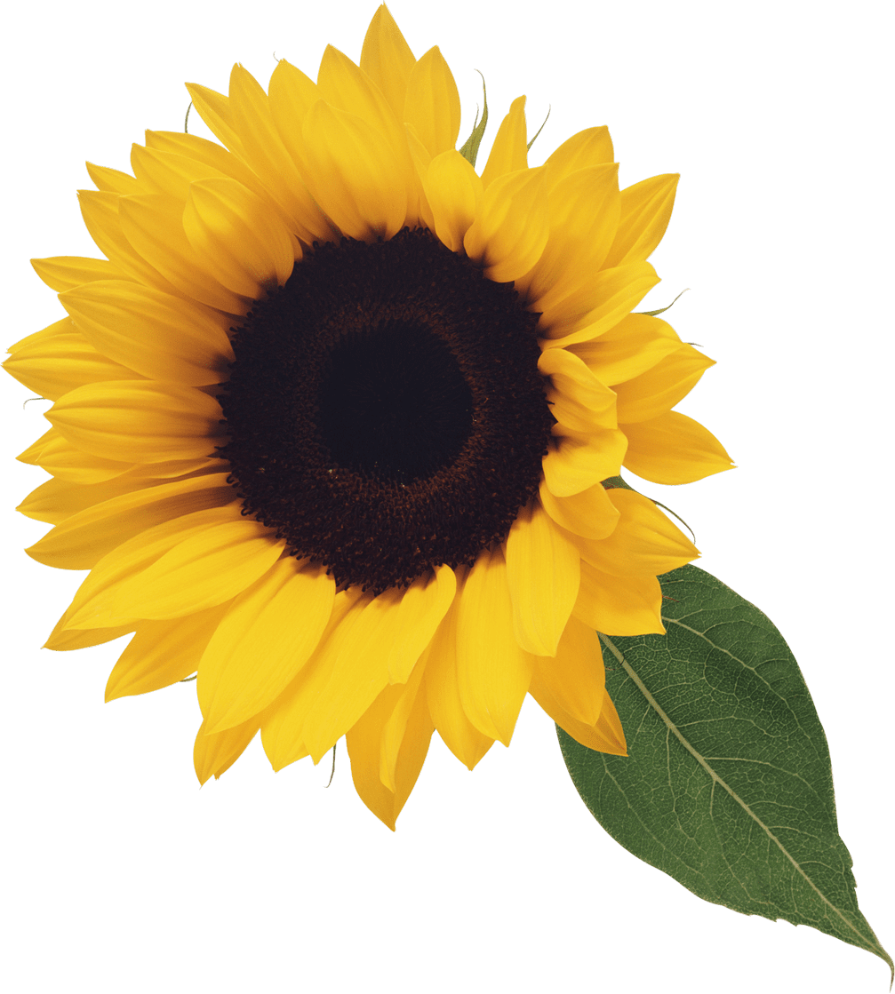 Sunflower clipart free