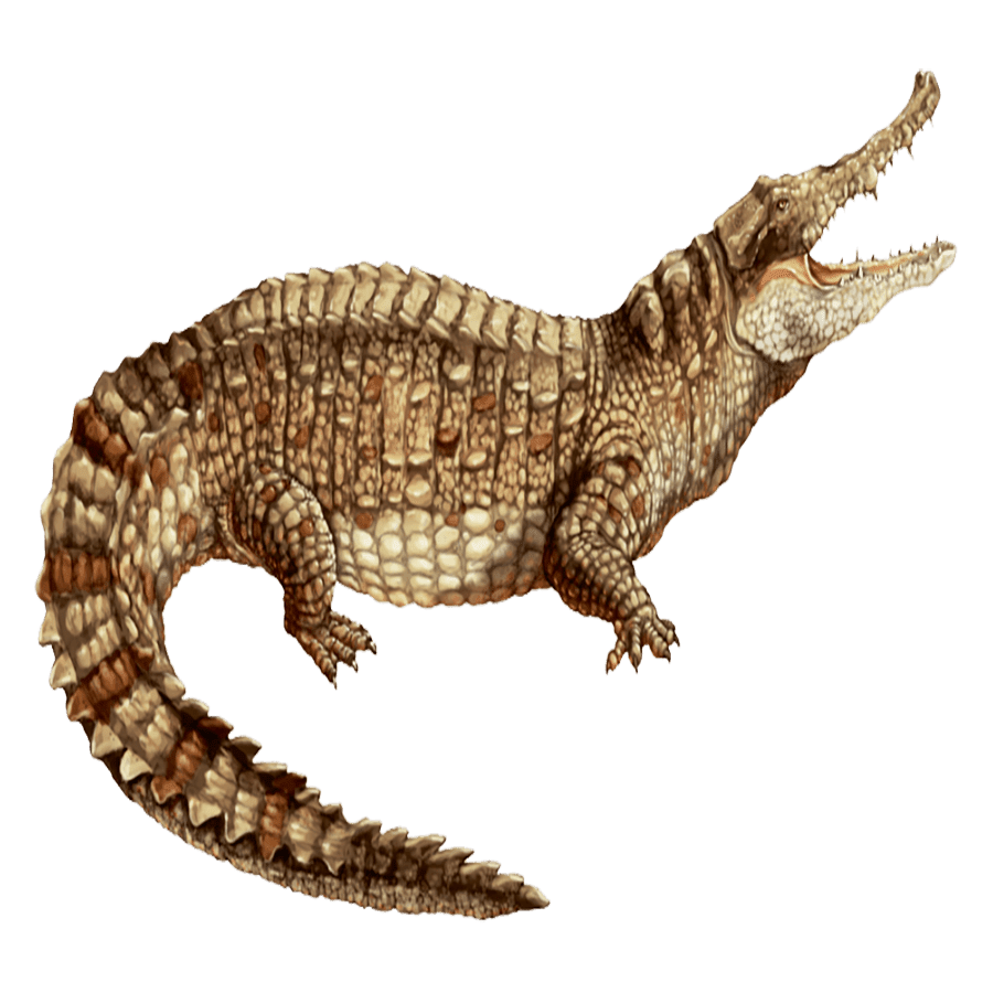 Alligator caiman images hd photo clipart