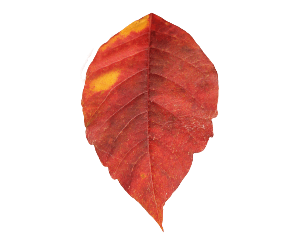 Autumn leaves images hd photo clipart 3