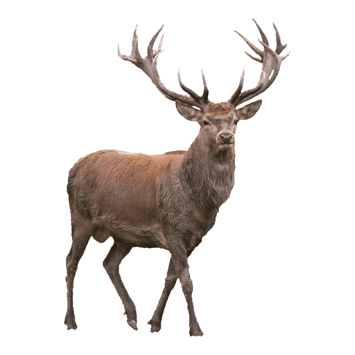 Deer elk images hd photo clipart 2