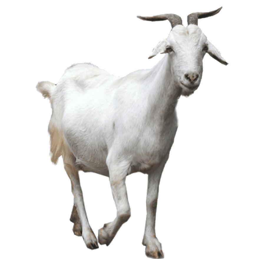 Goat images hd photo clipart 2