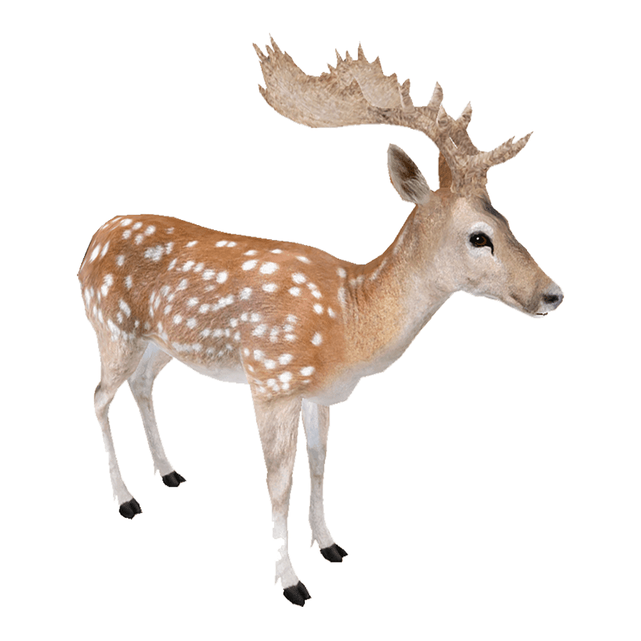 Fallow deer images hd photo clipart