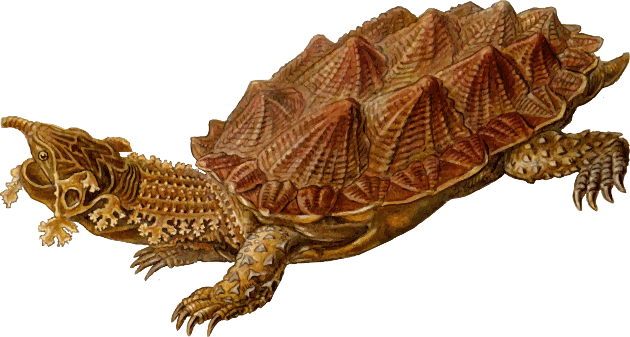 Alligator prehistoric turtle clipart background