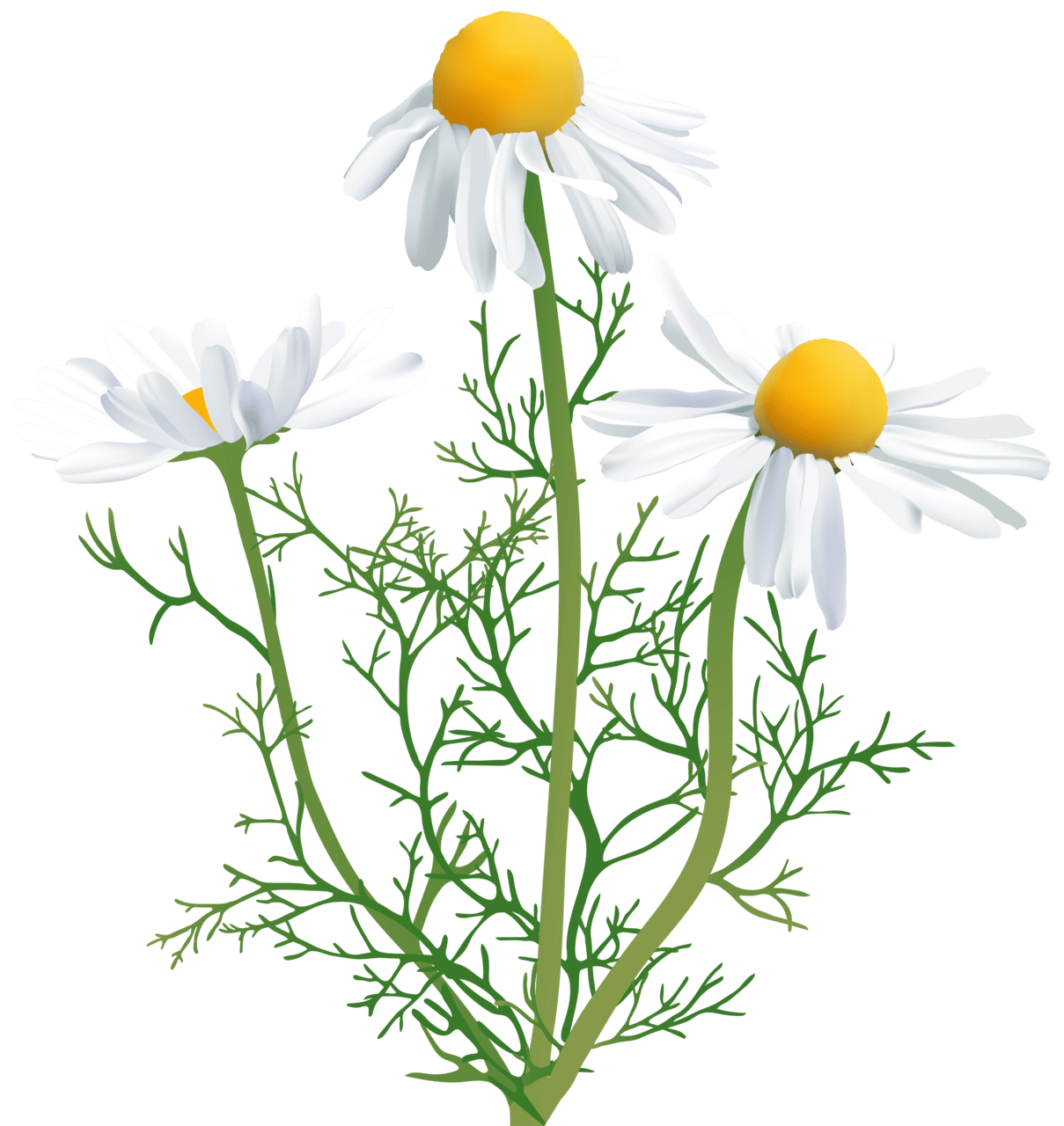 Daisy camomile clipart transparent