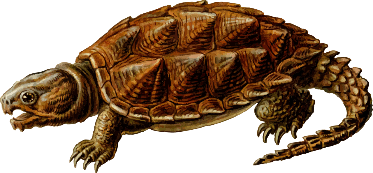 Turtle pin page clipart logo