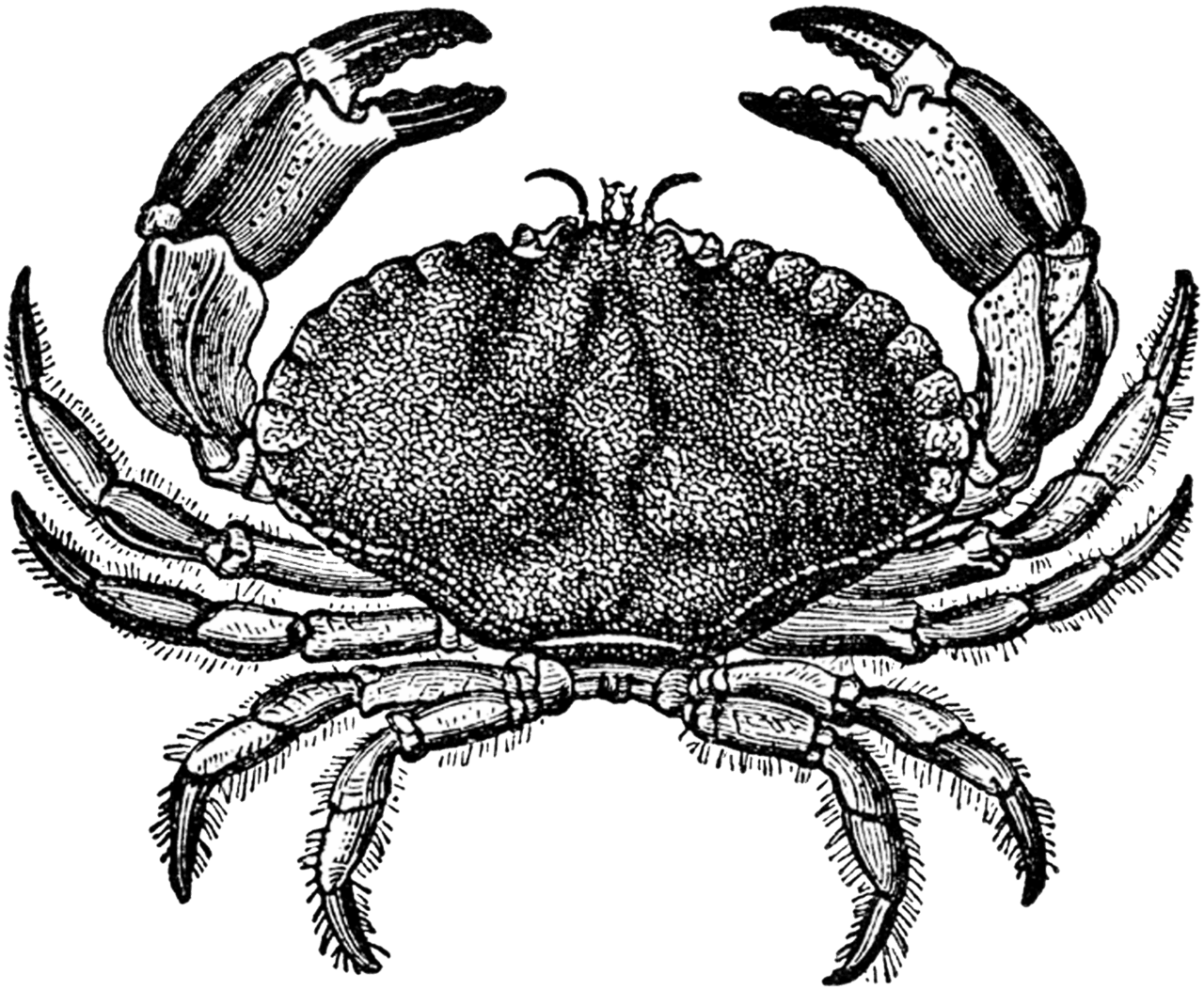 Vintage digital stamps crab antique clipart background