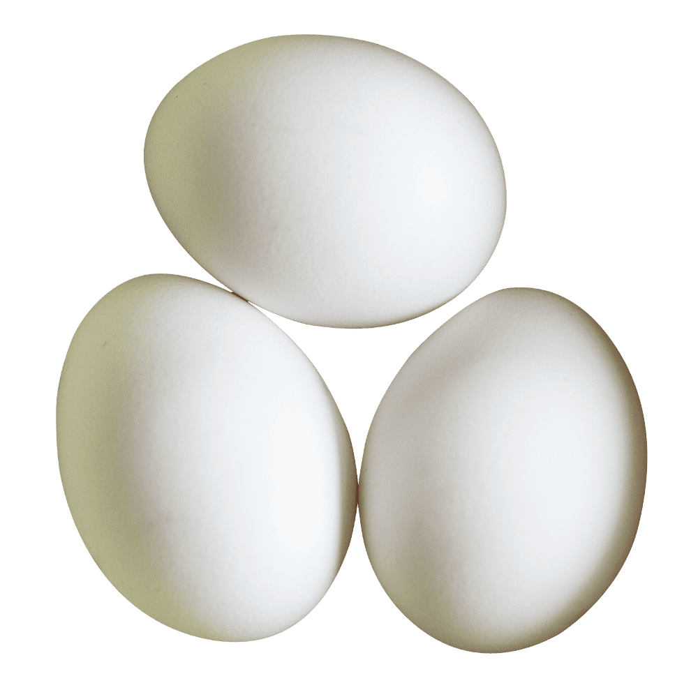 Three white egg clipart image