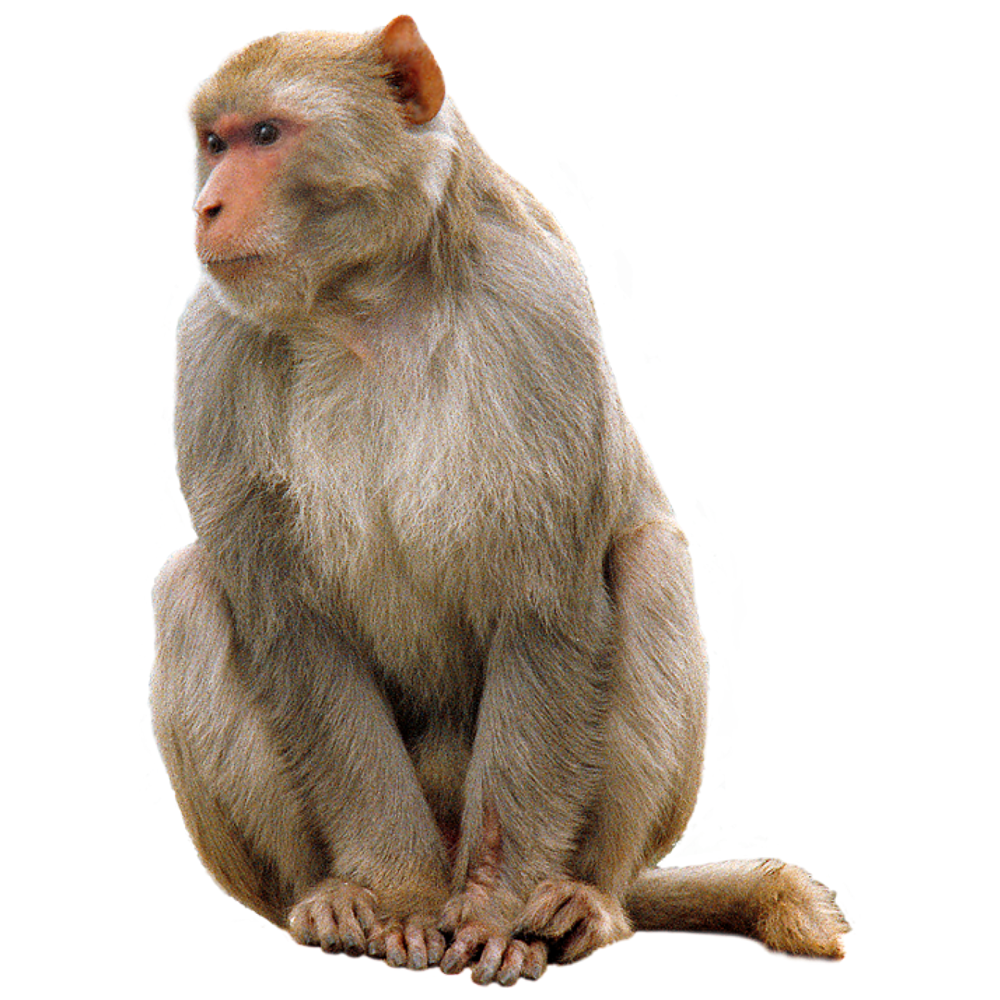 Monkey images hd photo clipart 2