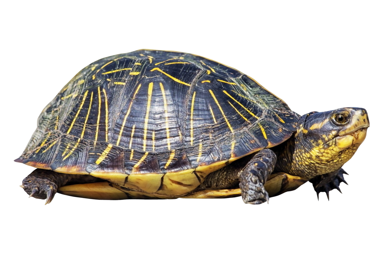 Turtle clipart logo