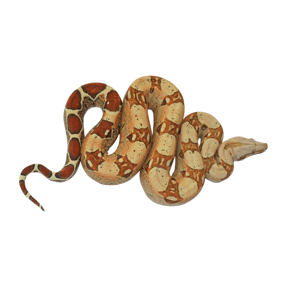 Snake anaconda images hd photo clipart 2