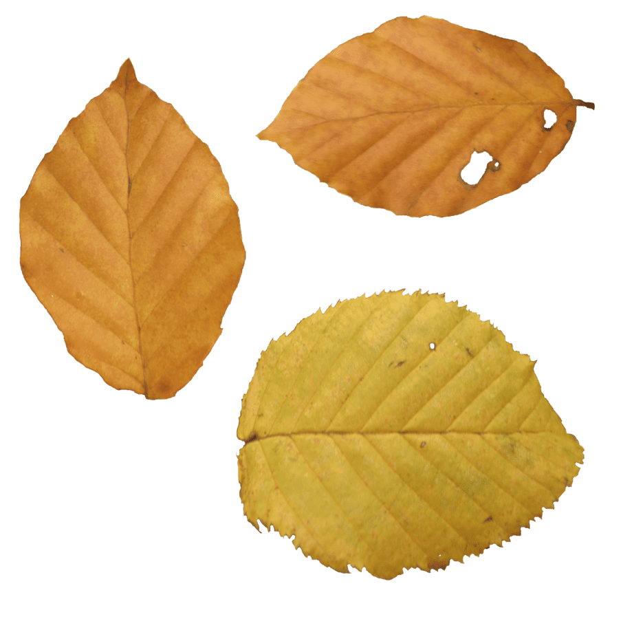 Fall leaf autumn clipart transparent