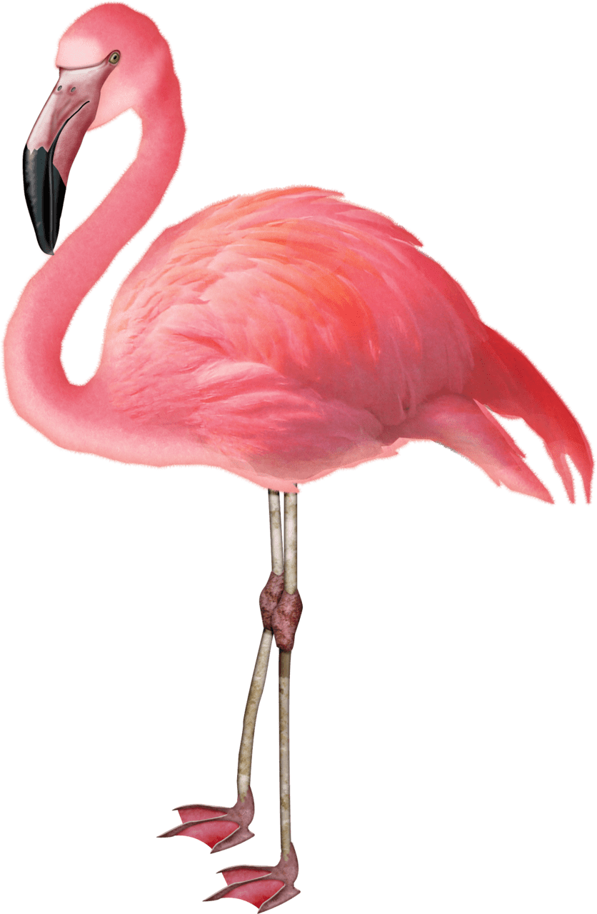 Flamingo pin page clipart image 3