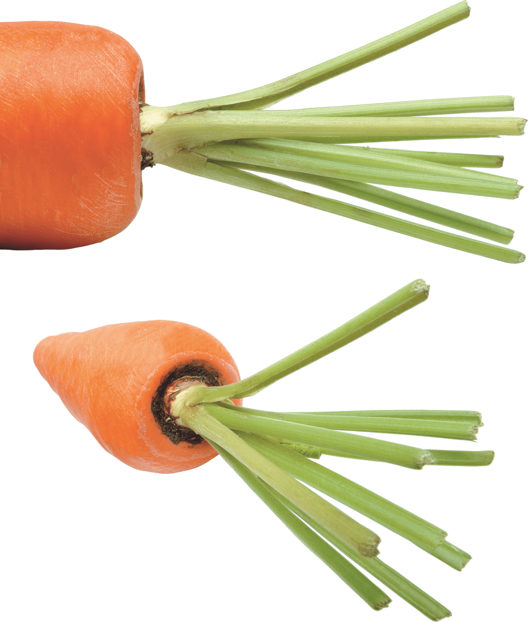 Carrot image for clipart 6
