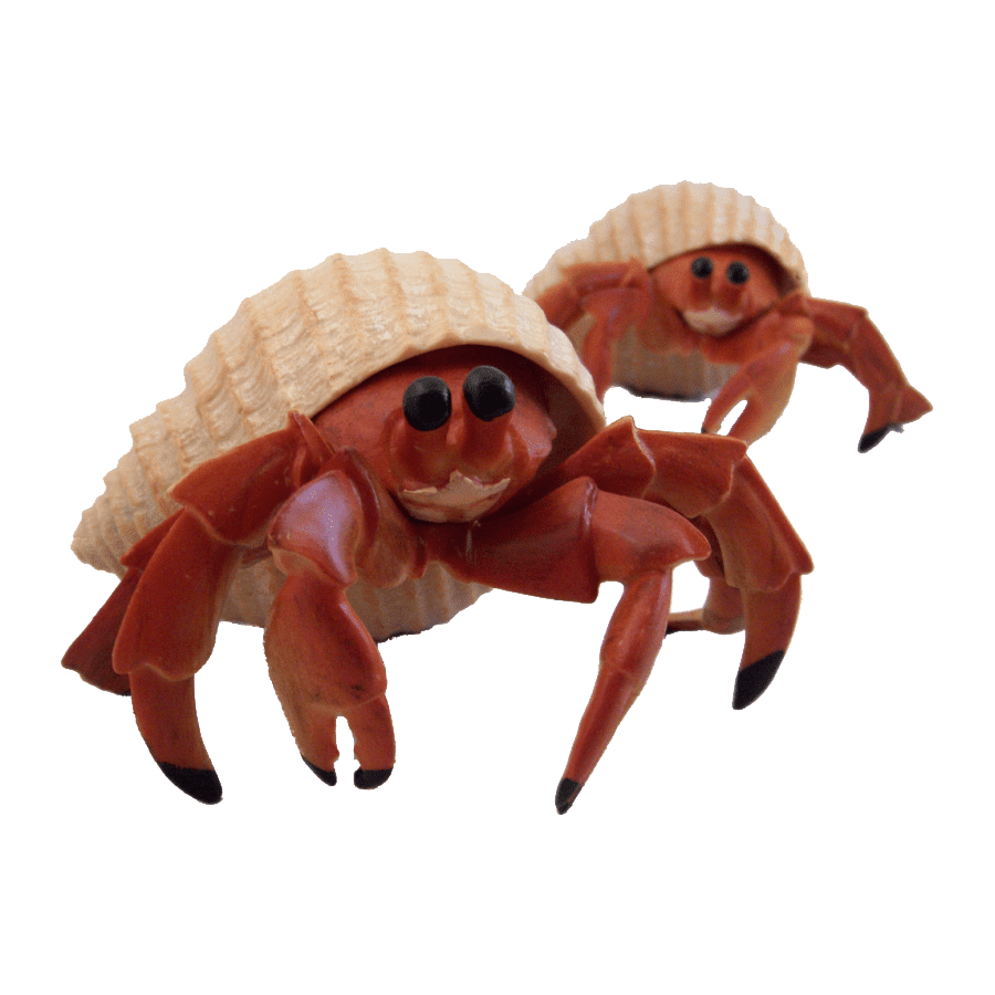 Hermit crab images hd photo clipart 2