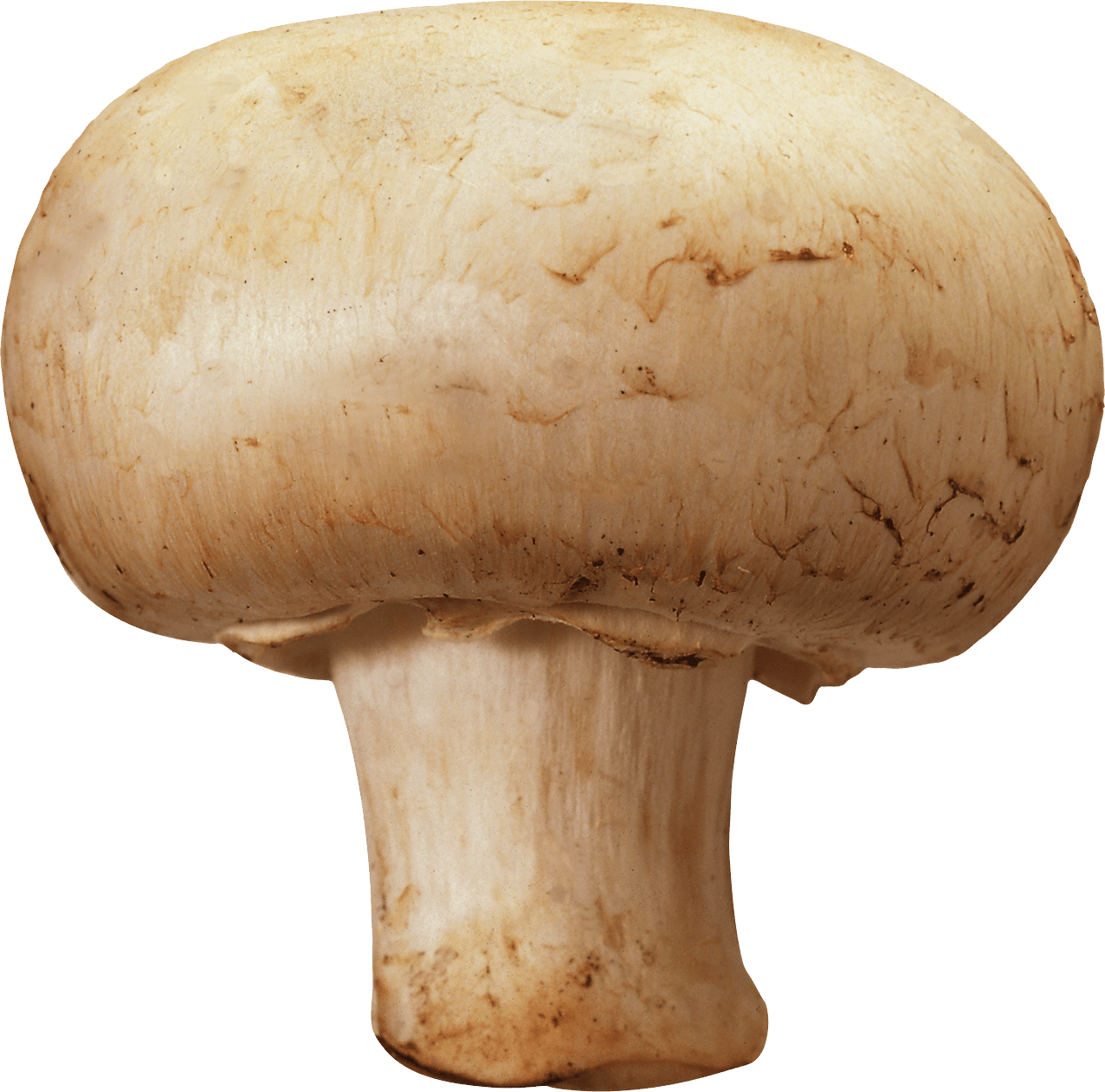 Mushroom clipart vector