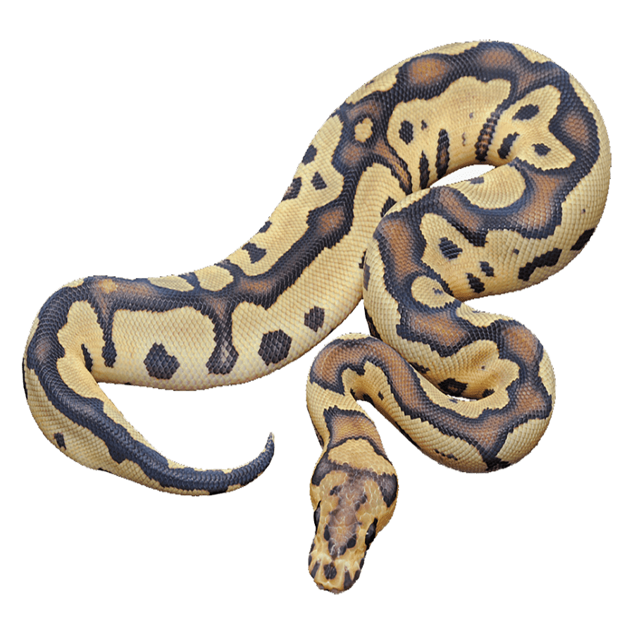 Snake burmese python images hd photo clipart