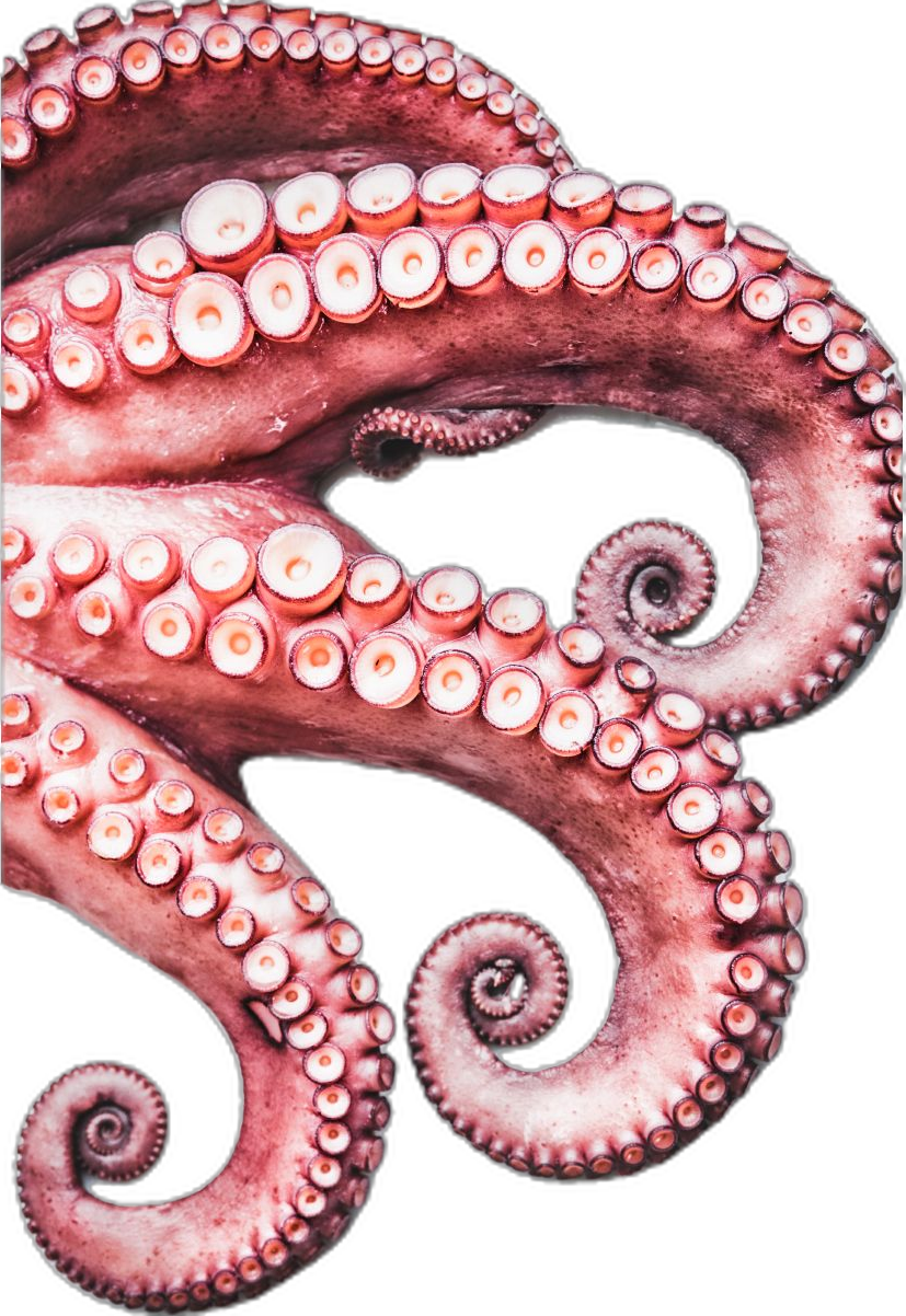 Octopus ms poster clipart vector