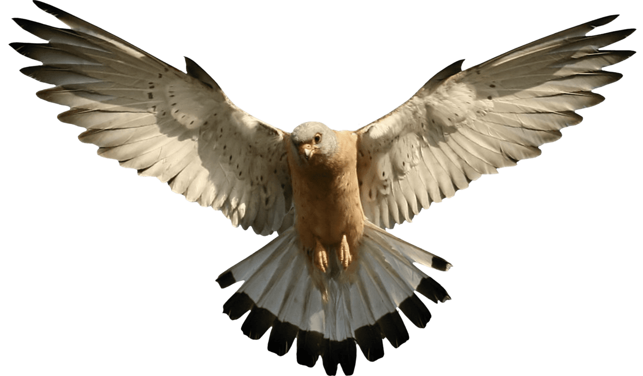 Eagle image bird photoshop digital background clipart