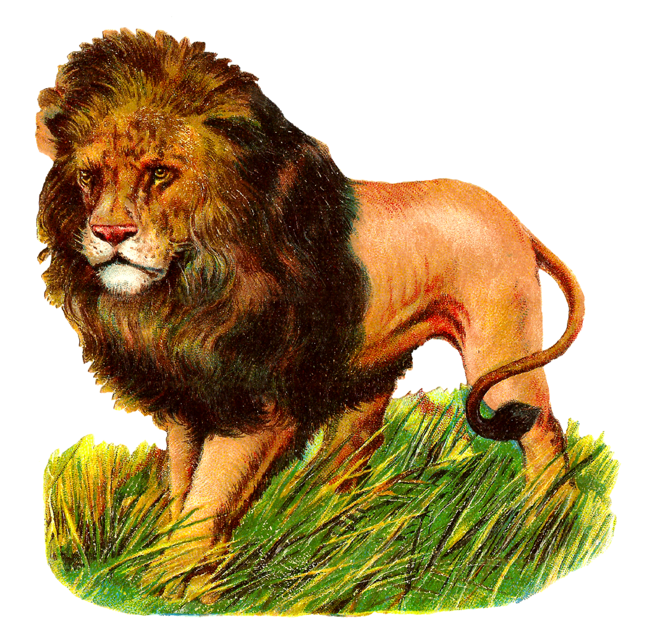 Wild lion image digital animal natural artwork clipart