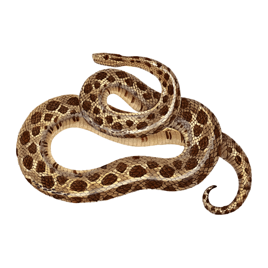 Gopher snake images hd photo clipart