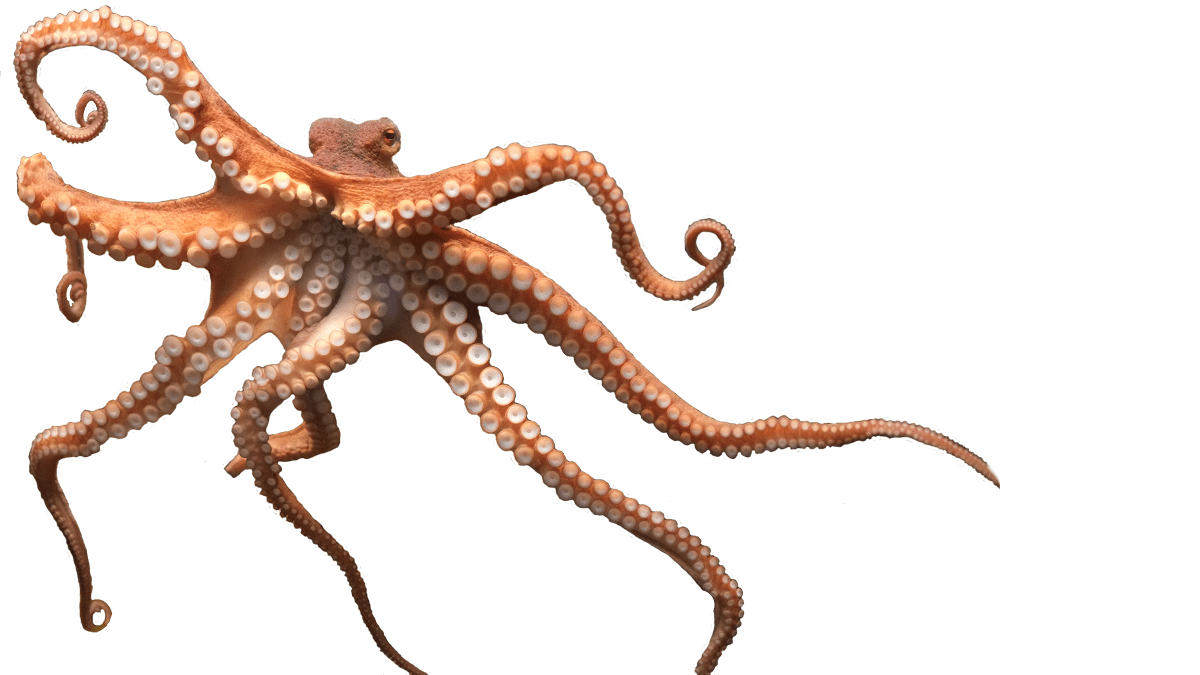 Octopus pin page clipart photo 2