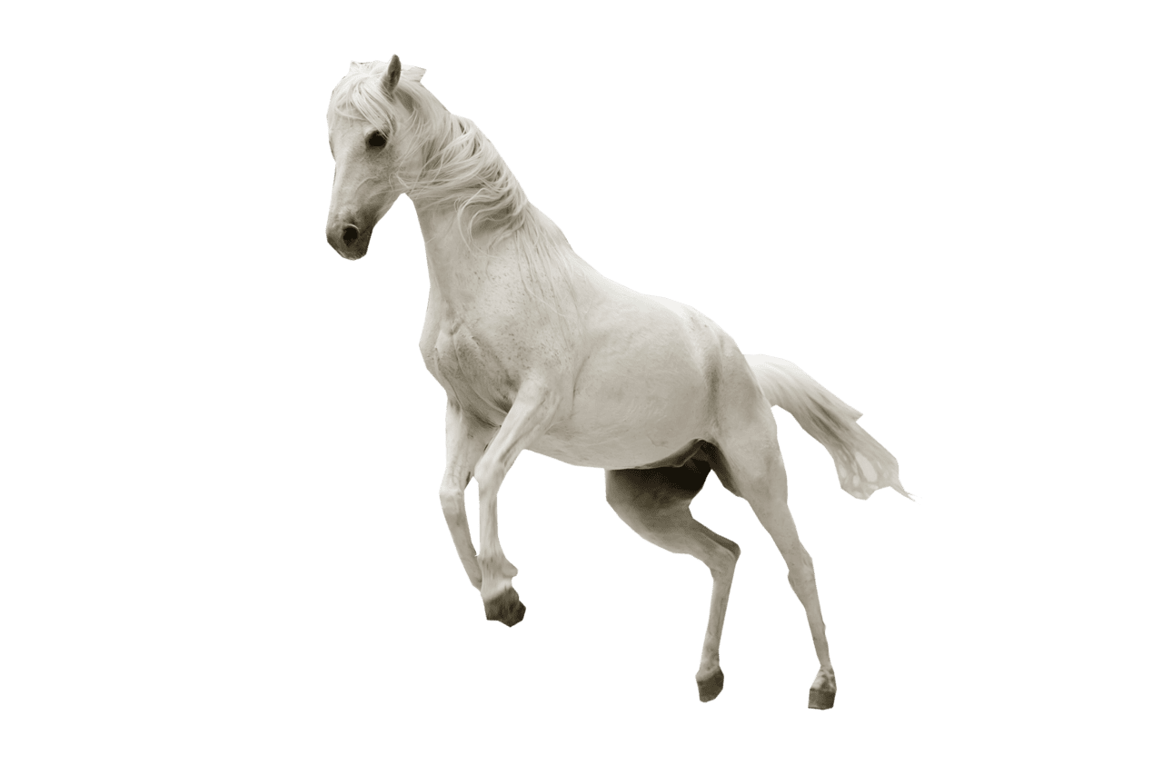 White horse jumping clipart vector