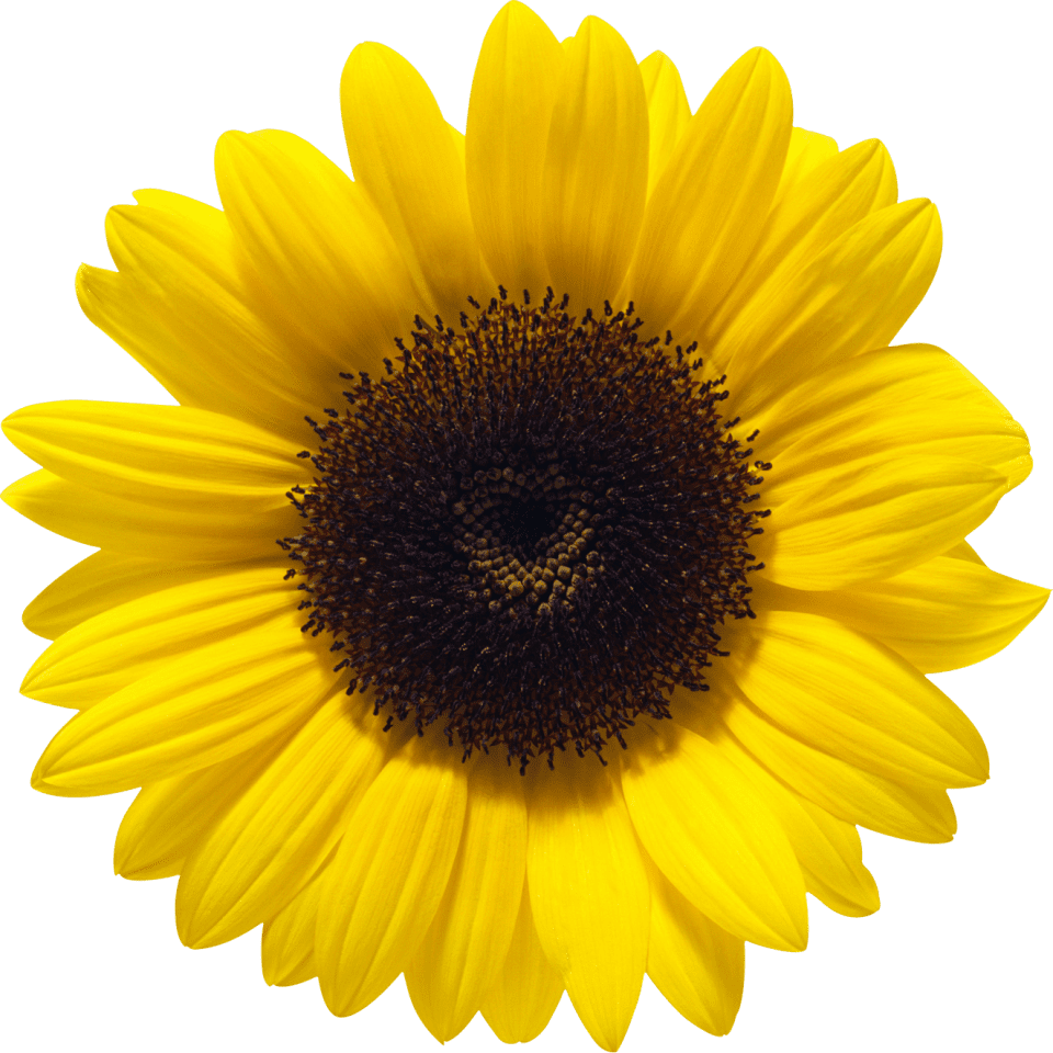 Sunflower clipart logo